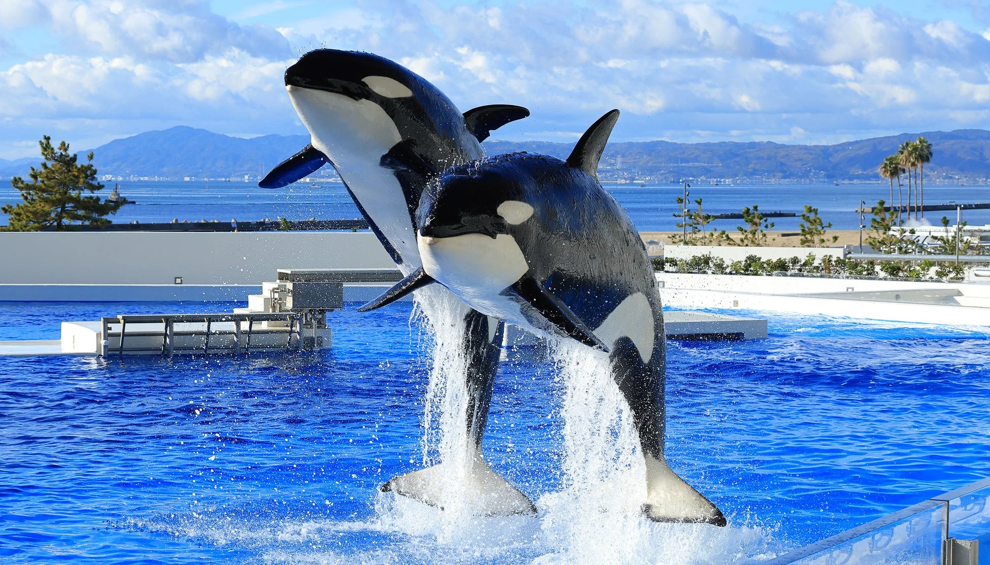青空と海を背景に、2頭のシャチがプールから力強くジャンプし、盛大な水しぶきを上げている躍動感あふれる瞬間です。