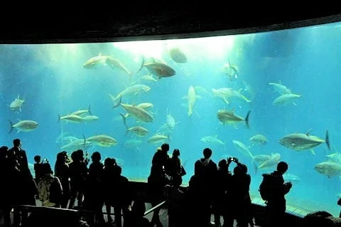 葛西臨海水族園大水槽