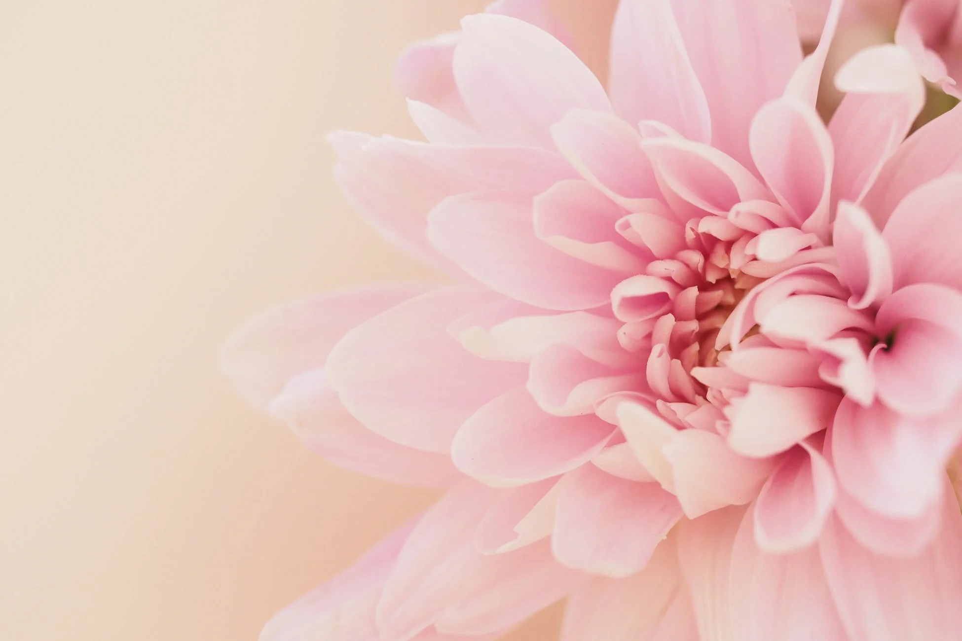 ピンクの花