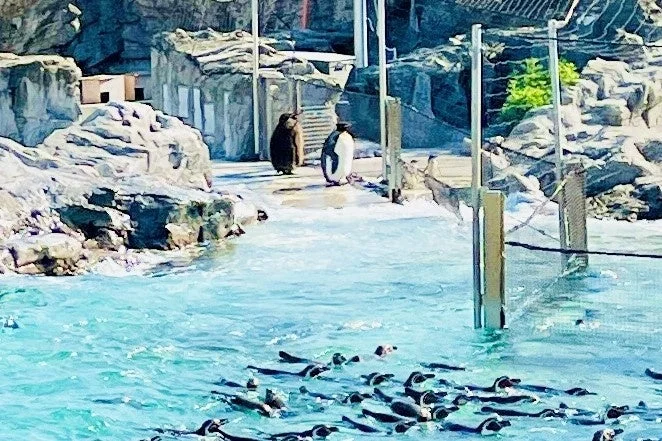 葛西臨海水族園ペンギン
