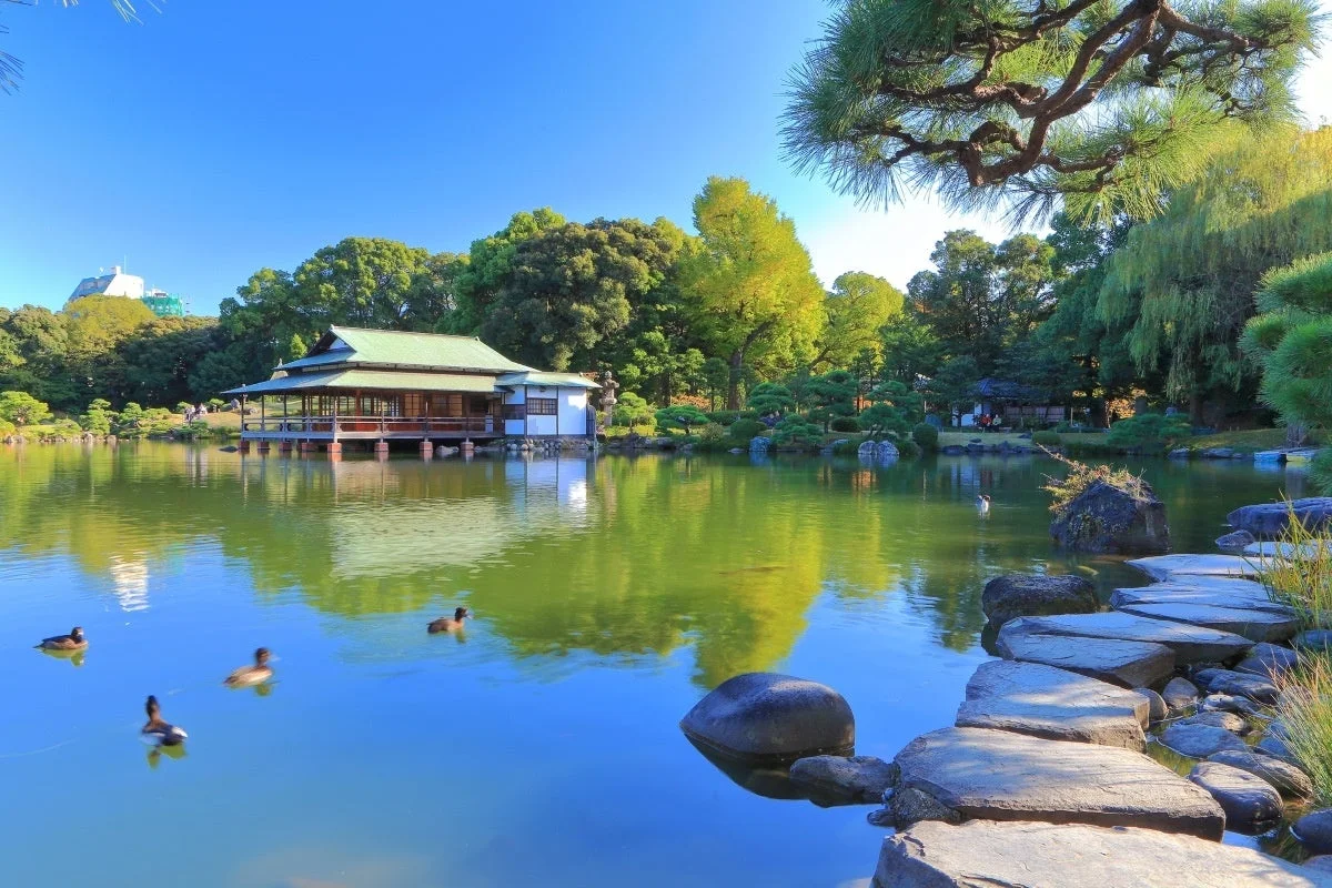 日本庭園の池に浮かぶ伝統建築とカモ